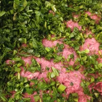 انواع دلمه و سمبوسه(برگ مو .کلم برگ) کلی و جزئی|خوردنی و آشامیدنی|تهران, فرحزاد|دیوار
