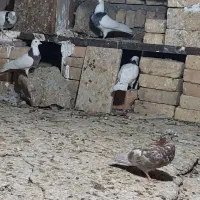 طوقی پراندنی ۲۰۰ هزار|پرنده|کبودرآهنگ, |دیوار