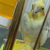 عروس هلندی مولد