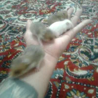 بچه همستر 20روزه دستی وزیبا برای بازی بچه ها