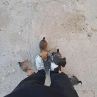 سگ پاکوتاه توله