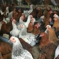 نیمچه مرغ خروس بومی گلپایگانی جهادی بلک استار|حیوانات مزرعه|اصفهان, بهارستان|دیوار