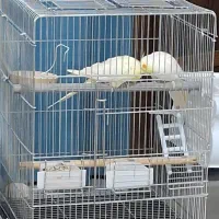 عروس هلندی سخنگو|پرنده|پردیس, فاز ۸|دیوار