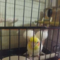 دو جفت عروس هلندی هر دو جفت با جوجه|پرنده|سبزوار, قلعهنو دهزار|دیوار