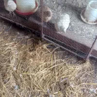 بلدرچین