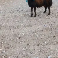 بره قوچ