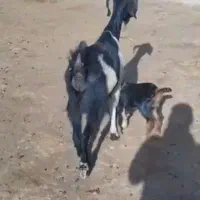 فروش بز جوان|حیوانات مزرعه|سقز, |دیوار