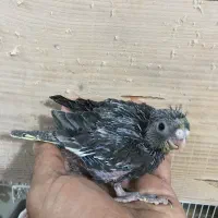 عروس هلندی سرلاکی وبالغ نرو گرینچک|پرنده|بندرعباس, |دیوار