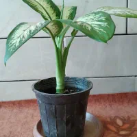 گل های خانگی