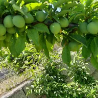 اجاره روزانه/هفتگی/ماهانه ویلا ۱۲۰۰ متری|اجارهٔ کوتاهمدت ویلا و باغ|شهرکرد, |دیوار