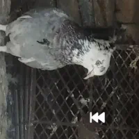 کبوتر|حیوانات|بهار, |دیوار