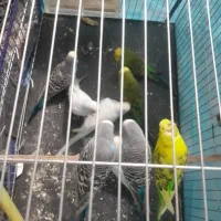 مرغ عشق|پرنده|قلعه قاضی, |دیوار