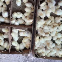 جوجه گوشتی راس ۳۰۸با ضمانت