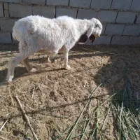 میش درجه یک فروشی