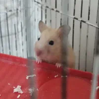 همستر جفت.مولد