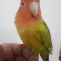 طوطی کوتوله سخنگو رام و دستی|پرنده|زابل, |دیوار