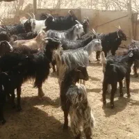 بز وکولار داشتی ابستن وکهره دار