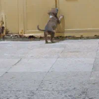 سگ اصیل نژاد سرابی|سگ|چابهار, |دیوار