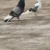 جانداشتن
