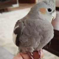 عروس هلندی پنج ماهه دست آموز|پرنده|لنگرود, |دیوار