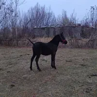 فروشی|اسب و تجهیزات اسب‌سواری|ارومیه, |دیوار