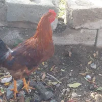 خروس محلی|حیوانات مزرعه|بکتاش, |دیوار