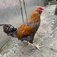 خروس دو رگ چهل تاج