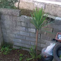 فروش گل|گل و گیاه طبیعی|اطاقور, |دیوار