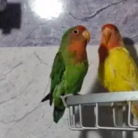 فروش طوطی برزیلی مولد