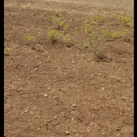 زمین مسکونی زمین فروشی|فروش زمین و ملک کلنگی|خاوه, |دیوار