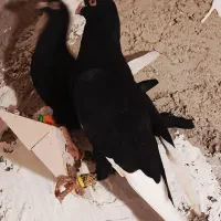 زیل قارا ۷ به ۸ نروماده ماده پراش کمه