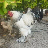 فروش خروس برهما
