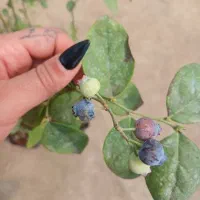 نهال بلوبری امرالد آمریکایی پربار و لوکس و پرسود