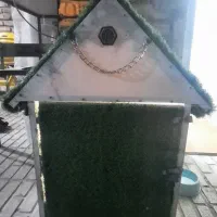 سگ سامویید|سگ|کرمانشاه, |دیوار