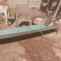 یک اولاغ ماده گوسفندی در میانداب