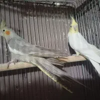 عروس هلندی فنچ مرغ عشق