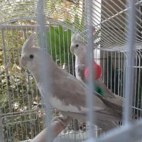 عروس هلندی