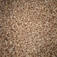 فروش گندم|حیوانات مزرعه|جوکار, |دیوار