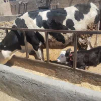 فروش گاو سیمنتال شکم اول با گوساله ماده