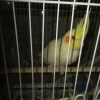 عروس هلندی ماده همراه قفس بزرگ|پرنده|فولادشهر, A2|دیوار