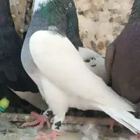 کفتر