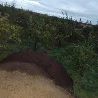 کود حیوانی، گوسفندی و گاوی تمیز|خدمات باغبانی و درختکاری|سورک, |دیوار