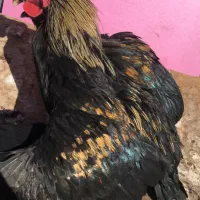 مرغ و خروس ، نیمچه و جوجه|حیوانات مزرعه|تهران, مولوی|دیوار