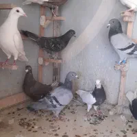 تعدادی پلاکی شهری بهبونی