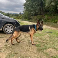 ژرمن شپرد اصیل