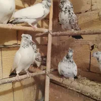 کبوتر پرشی به ضمانت|پرنده|قم, شهرک توانیر|دیوار