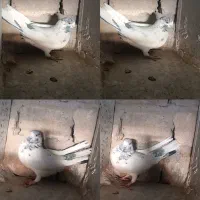 کفتر پرشی|پرنده|قم, حنیف نژاد|دیوار