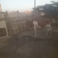 گاو|حیوانات مزرعه|قشم, |دیوار