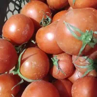 گوجه ربی درجه 1