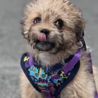 سگ پامرین پتروشین|سگ|اشتهارد, |دیوار